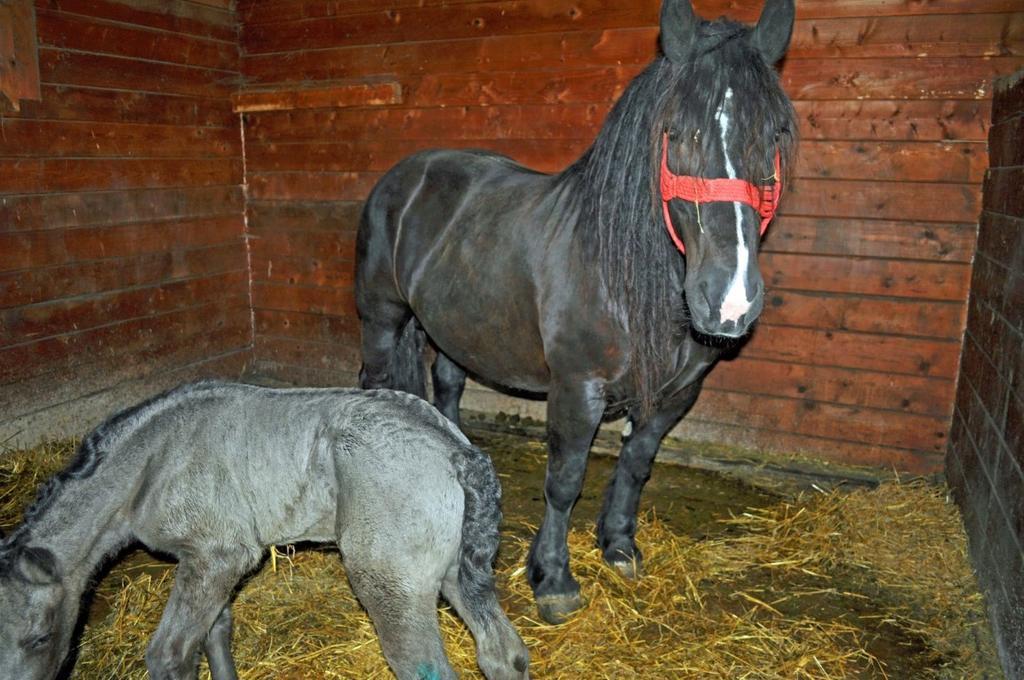 Pensiunea Cheile Apusenilor Sandulesti Esterno foto